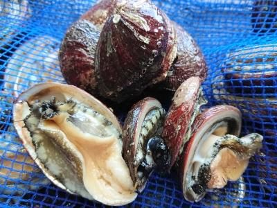 トコブシ 100g 愛媛宇和島産 活鮑 あわび の通販販売店 産地直送 愛媛宇和島 由良のアワビ屋 トコブシ 100g 愛媛宇和島産 活鮑 あわび の通販販売店 産地直送 愛媛宇和島 由良のアワビ屋
