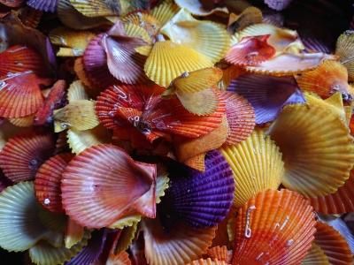 ヒオウギ貝の貝殻小 枚 サイズ指定可能 愛媛宇和島産 私が育てました 活鮑 あわび の通販販売店 産地直送 愛媛宇和島 由良のアワビ屋 ヒオウギ貝の貝殻小 枚 サイズ指定可能 愛媛宇和島産 私が育てました 活鮑 あわび の通販販売店 産地直送 愛媛宇和島 由良のアワビ屋