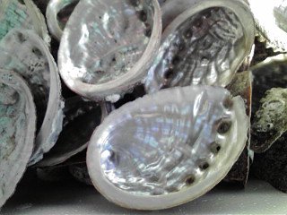 アワビ貝殻70(1個)】殻長70～84ミリ 愛媛宇和島産！取り寄せです