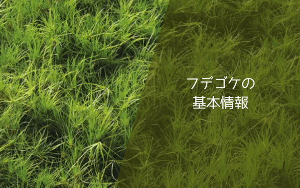 フデゴケの基本情報