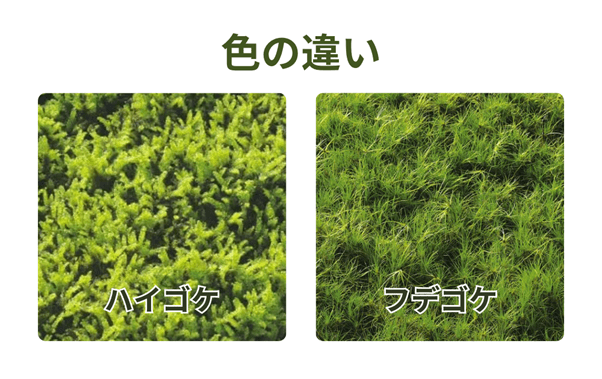色の違い