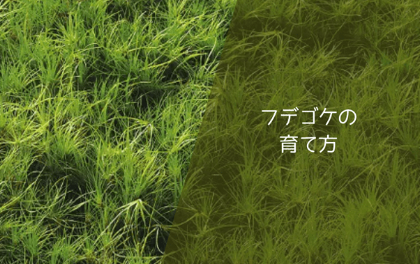 フデゴケの育て方