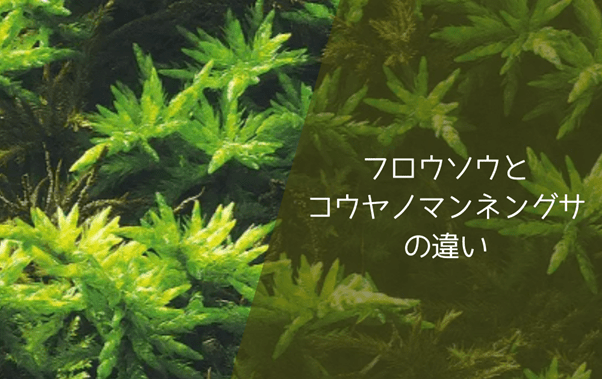 フロウソウはコウヤノマンネングサの違い