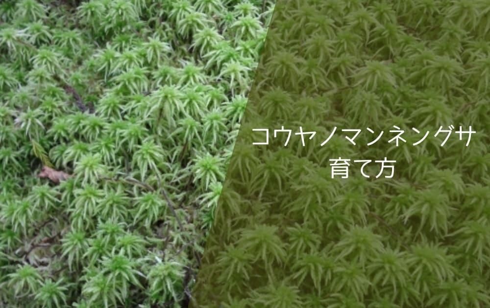 コウヤノマンネングサ育て方