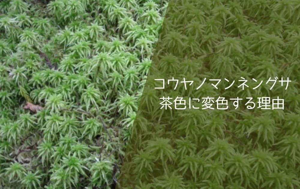 コウヤノマンネングサ茶色に変色する理由
