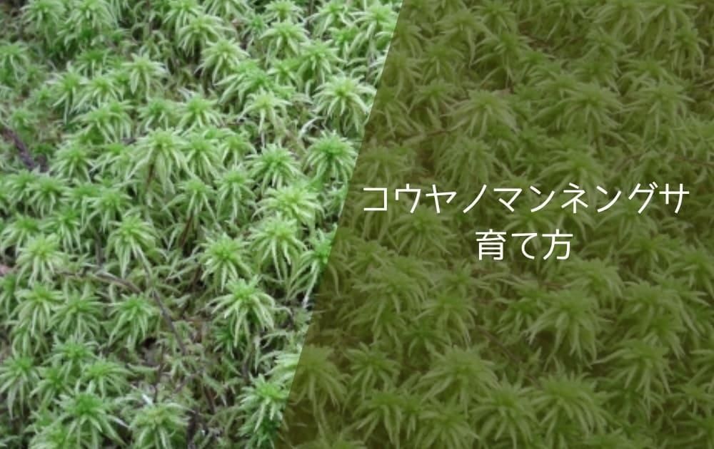 コウヤノマンネングサ育て方