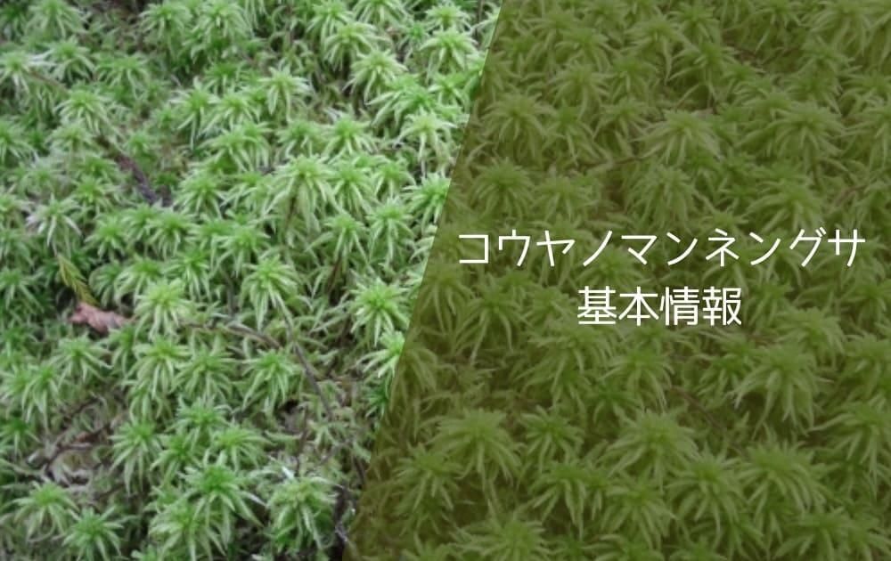 コウヤノマンネングサ基本情報