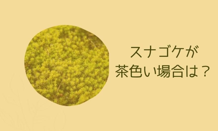 スナゴケに適した土は川砂だけ?