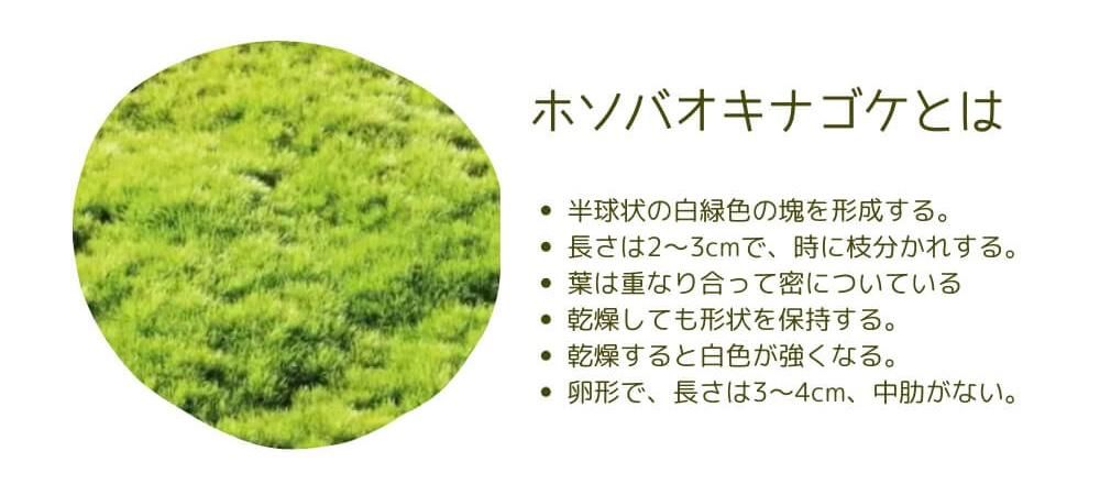 ホソバオキナゴケの特徴とは