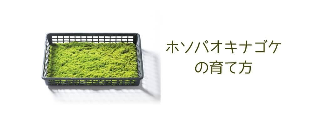 ホソバオキナゴケの育て方