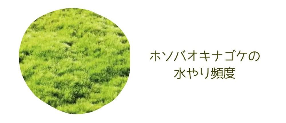 ホソバオキナゴケの水やり頻度