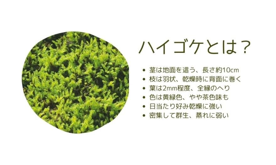 ハイゴケとは