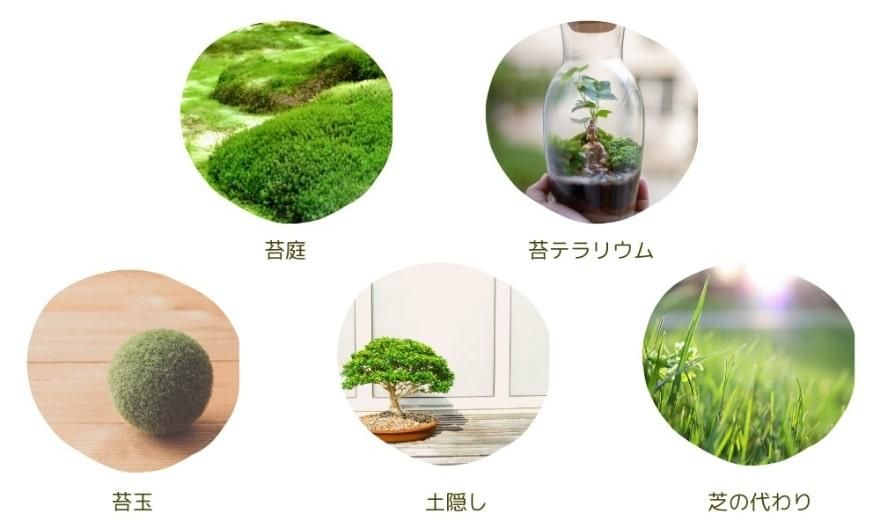 ハイゴケとは