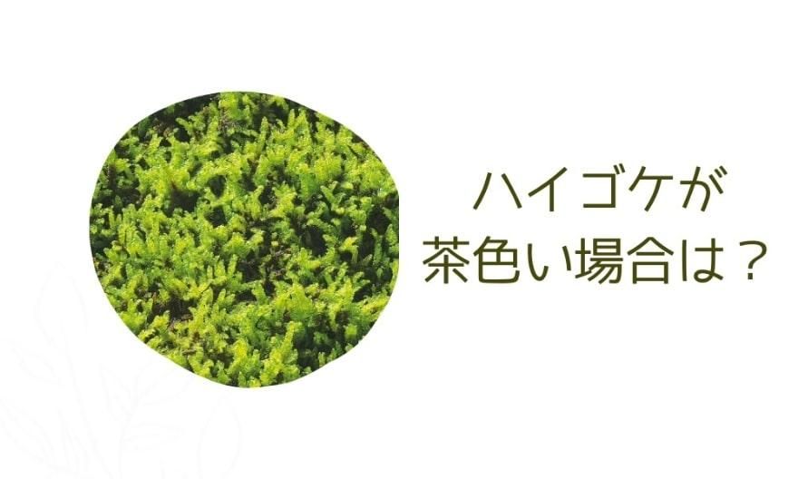 ハイゴケが茶色くなったときは復活するの?