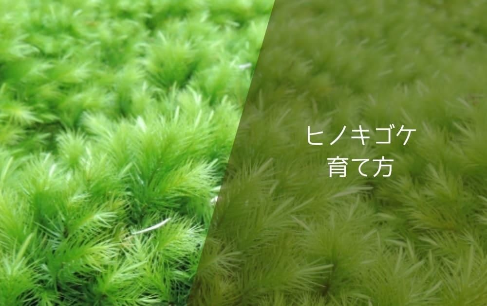 ヒノキゴケの育て方
