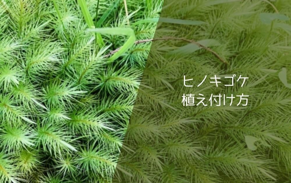ヒノキゴケ植え付け方