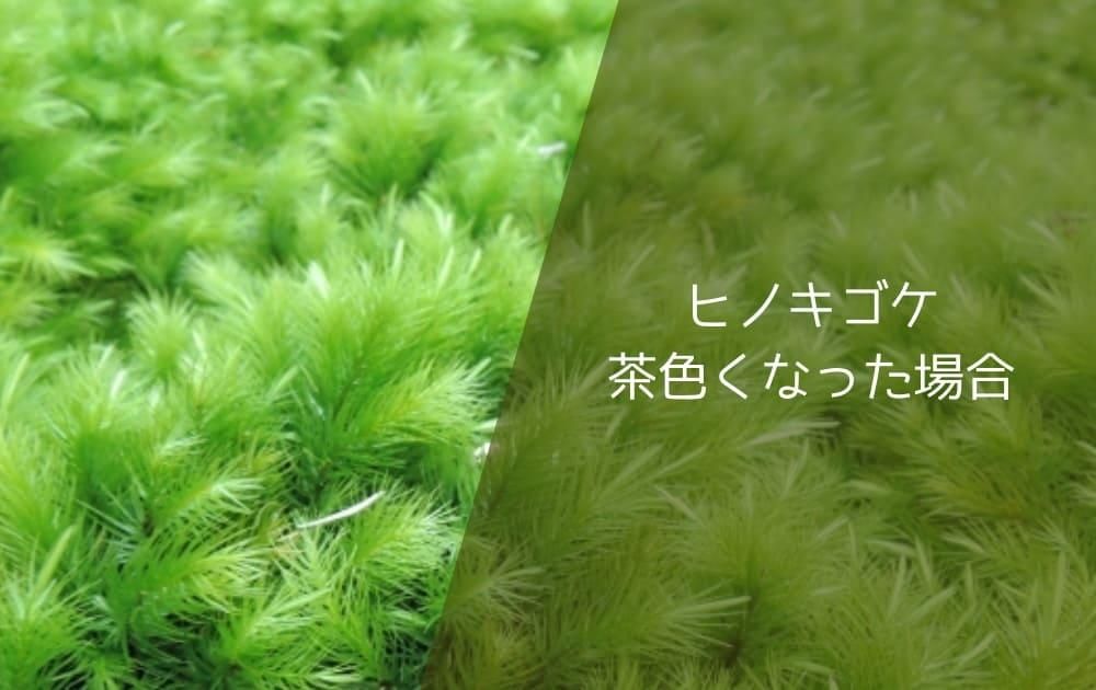 ヒノキゴケ茶色くなった場合