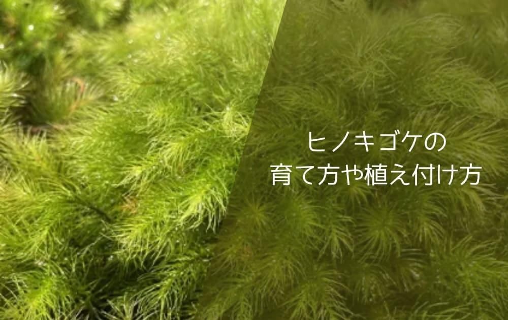 ヒノキゴケの育て方や植え付け方