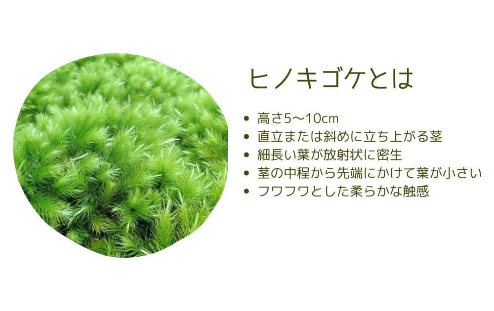 ヒノキゴケとは