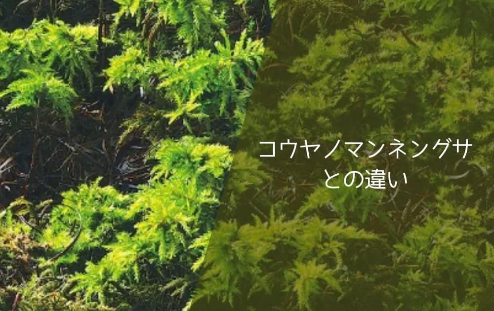 コウヤノマンネングサとの違い