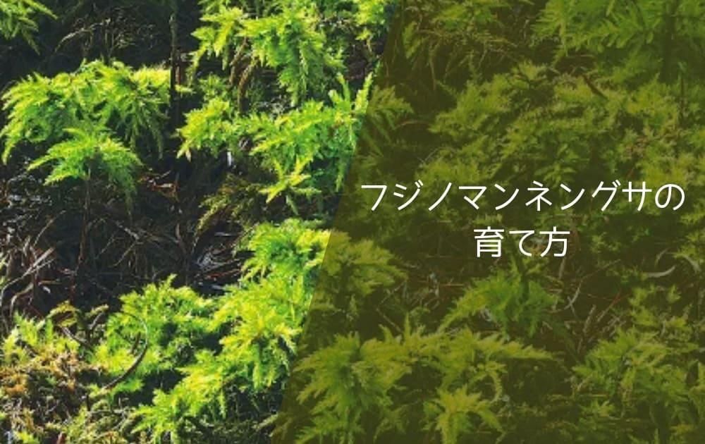 フジノマンネングサの育て方