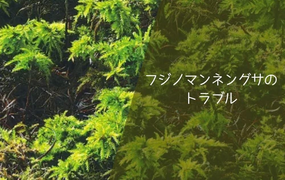フジノマンネングサのトラブル