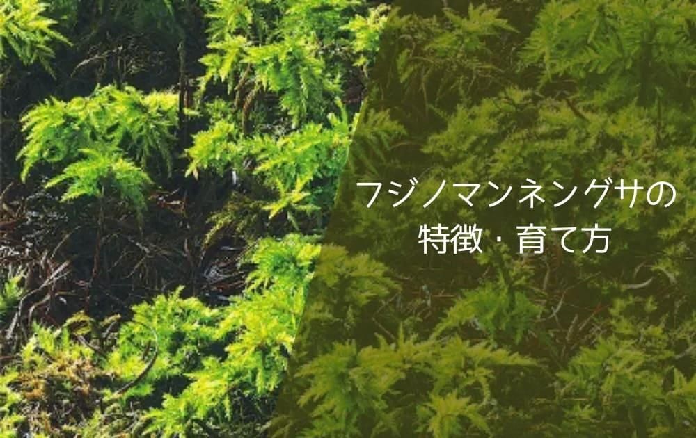 フジノマンネングサの特徴・育て方