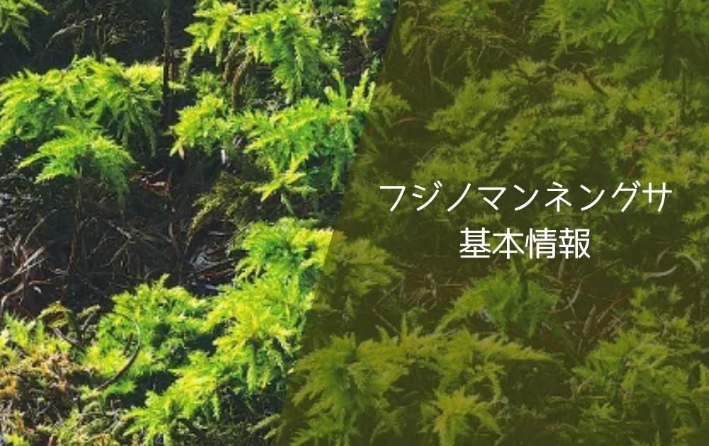 フジノマンネングサ基本情報