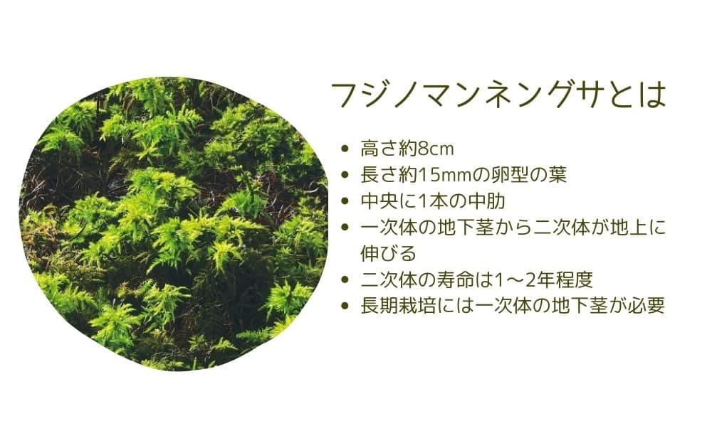 フジノマンネングサとは