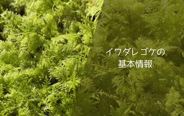 イワダレゴケの基本情報