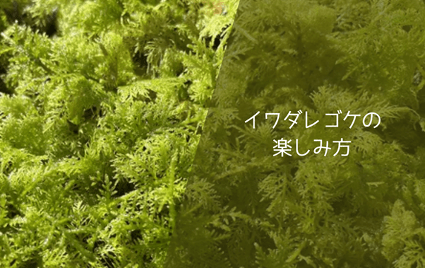 イワダレゴケの楽しみ方