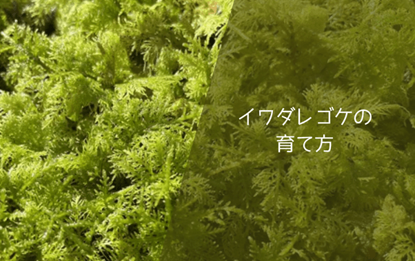 イワダレゴケの育て方