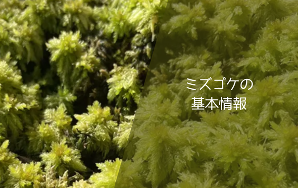 ミズゴケの基本情報