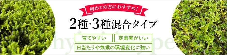 初めての方におすすめ！2種・3種混合タイプ。育てやすい・定着率がいい・日当たりや気候の環境変化に強い