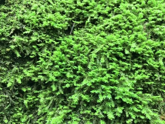 シノブゴケの育て方や注意点