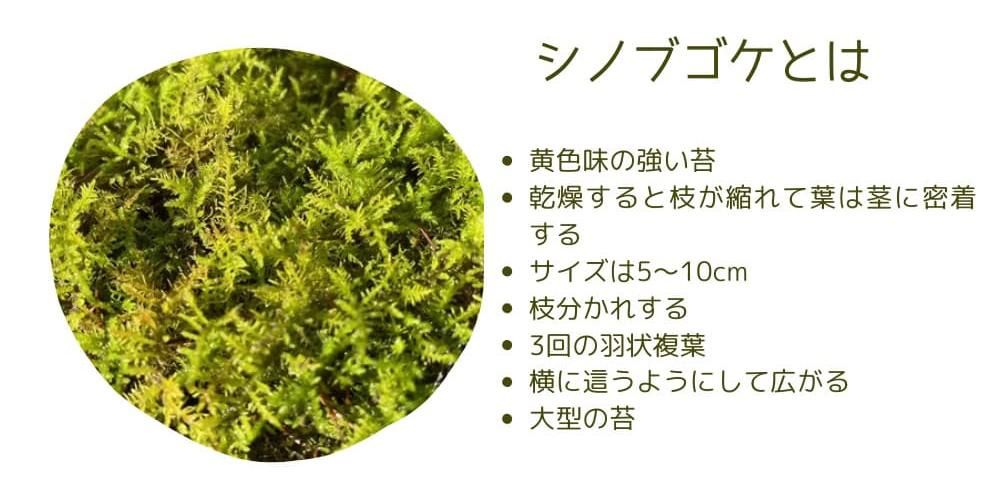 シノブゴケとは