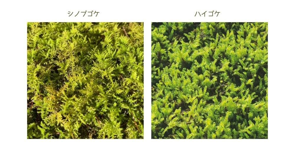 シノブゴケとハイゴケ