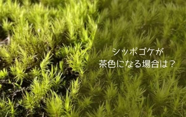 シッポゴケが茶色になる場合は?