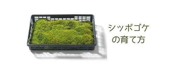 シッポゴケの育て方