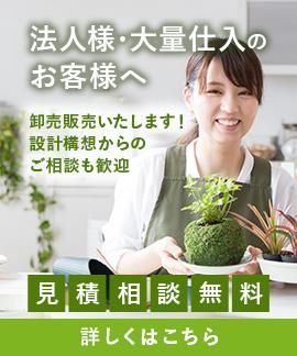 2種スナゴケ・ハイゴケ - 苔の販売専門店 ハッピーモス 2種スナゴケ・ハイゴケ - 苔の販売専門店 ハッピーモス
