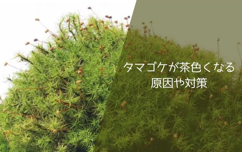 タマゴケが茶色くなる原因や対策