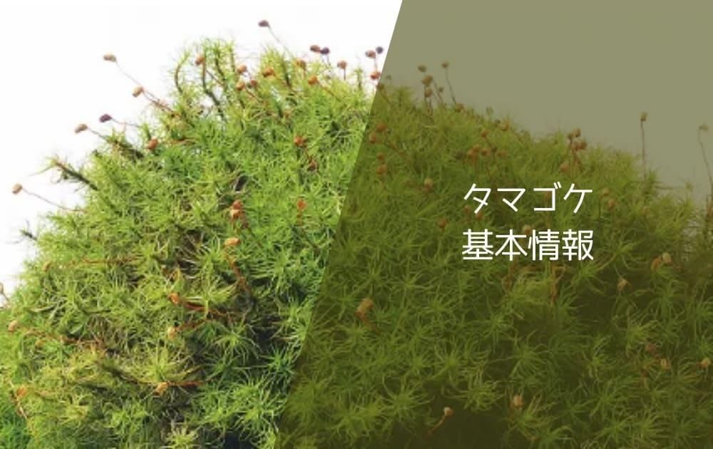 タマゴケ基本情報