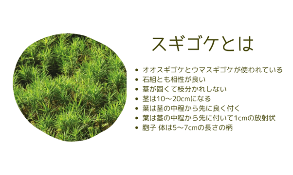 スギゴケ(ウマスギゴケ)の特徴とは