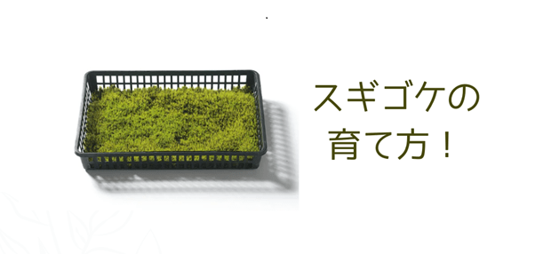 スギゴケ(ウマスギゴケ)の育て方