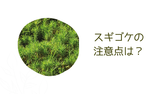 スギゴケ(ウマスギゴケ)の管理方法と注意点