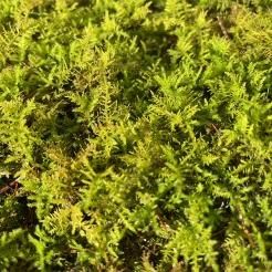 シノブゴケ(トヤマシノブゴケ) - 苔の販売専門店 ハッピーモス