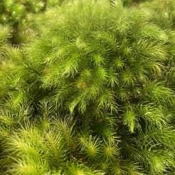 ヒノキゴケ - 苔の販売専門店 ハッピーモス ヒノキゴケ - 苔の販売専門店 ハッピーモス