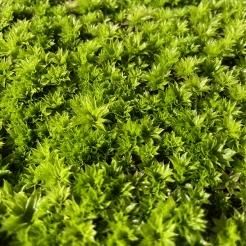 朽木苔 グラストモス S: キャラクター・バラエティ雑貨 | ロフトネット