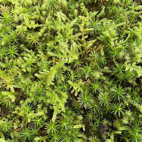 スナゴケ 10枚 苔玉・苔
