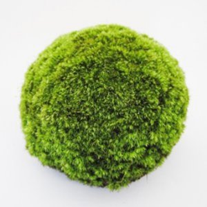 苔玉：M-10cm（直径） - 苔の通販・販売専門店 ハッピーモス